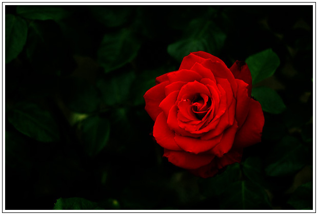 rose031.jpg